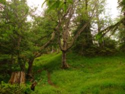 2013-06-23_Sonnenspitz_Jochberg (217).JPG